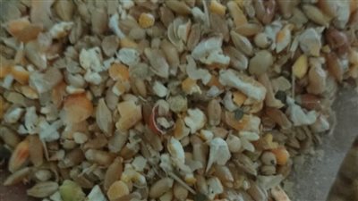 ضبط محل أعلاف لاستخدامه القمح المحلي في تصنيع الأعلاف بالبحيرة