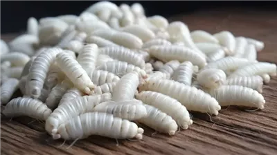 تفسير حلم الدود الأبيض.. تخلص الرائي من الهموم