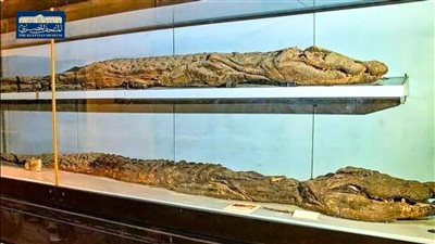 المتحف المصري بالتحرير يعرض مومياء تمساح من مصر القديمة 