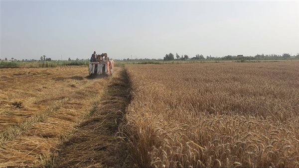 حصاد القمح من مزارع
