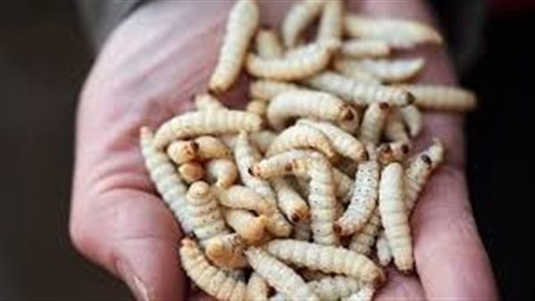 تفسير رؤية الدود