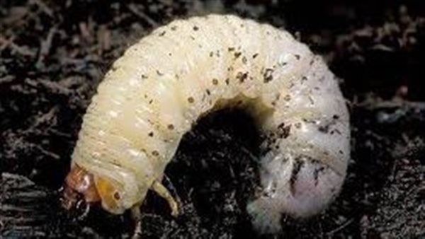 رؤية الدود الأبيض