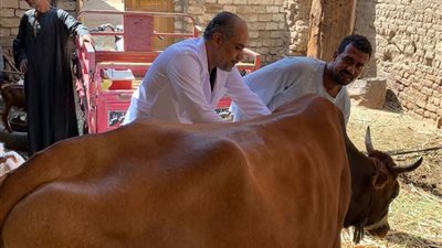 الأربعاء.. قافلة بيطرية مجانية بقرية العمارنة في قنا 