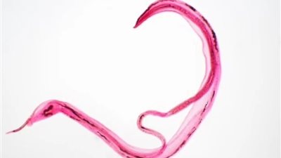 تحذيرات من انتشار دودة طفيلية خطيرة في أوروبا