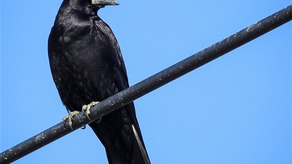 تفسير رؤية الغراب