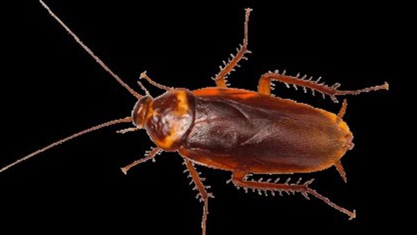 تفسير رؤية صرصور