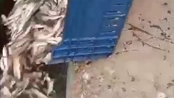 إلقاء الأسماك في