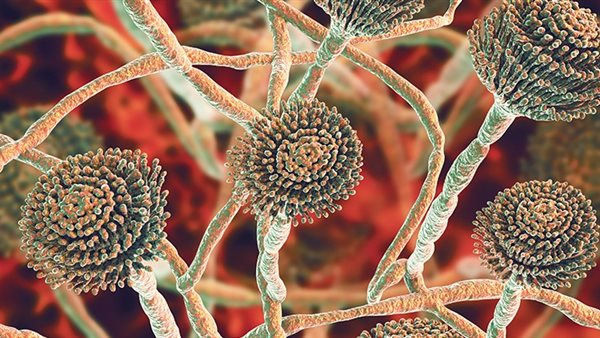 فطر الرشاشيات