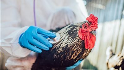 مخاوف تفشي إنفلونزا الطيور في البرازيل تدفع الدول الكبرى لفرض حظر على واردات الدواجن