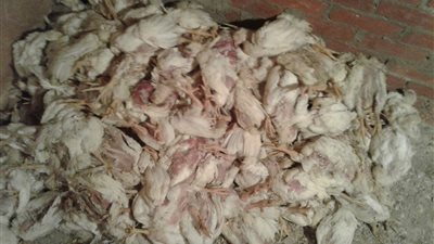 بعد نشر القاهرة 24.. مواجهة بين رئيس ونائب الاتحاد العام لمنتجي الدواجن بشأن نفوق الفراخ