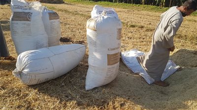 “التبن أغلى من القمح”.. مزارعو الأقصر يشكون انفجار الأسعار قبل عيد الأضحى