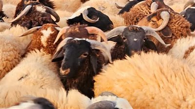 الخروف البرقي يتصدر اختيارات بدو مطروح استعدادًا لعيد الأضحى