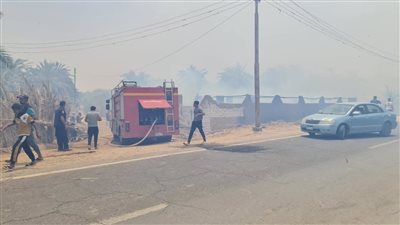 اندلاع حريق بمزارع نخيل في قرية القصر بالوادي الجديد | صور