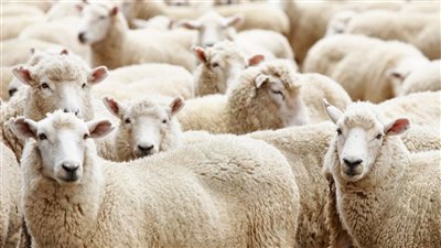 26 علامة صحية.. أسعار خروف العيد 2025 وطريقة اختياره بدون غش