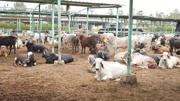 الأضاحي - أرشيفية