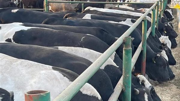 أبقار وجاموس حية