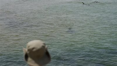 بعد 35 عامًا من الغياب.. ظهور نادر لثاني أكبر سمكة قرش في العالم قبالة سواحل إسبانيا