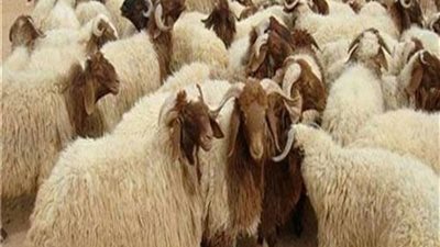 دار الإفتاء: يجوز إعطاء غير الملسمين من لحوم الأضحية 