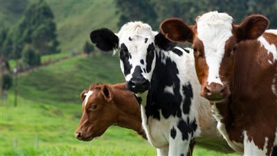 هل يشترط في الأضحية بلوغها سنتين؟.. تعرف على رأي الشرع