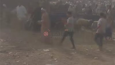 خلاف على بيع خروف.. أمن الفيوم يسيطر على مشاجرة بالحجارة داخل سوق المواشي بطامية 