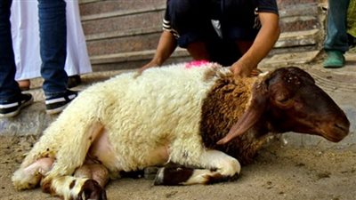 قبل ساعات من صلاة عيد الأضحى.. شروط ومواصفات الأضحية من الإبل والبقر والماعز والغنم