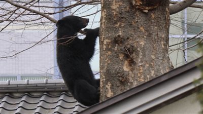 دب يوقف بطولة جولف للسيدات في اليابان.. ما القصة؟