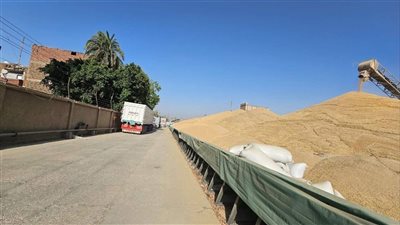 توريد أكثر من 20 ألف طن قمح محلي بالأقصر 