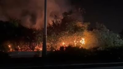 حريق هائل يلتهم بعض أشجار الزينة بطريق مطار الأقصر.. والحماية المدنية تتدخل بـ 3 سيارات إطفاء دون خسائر بشرية
