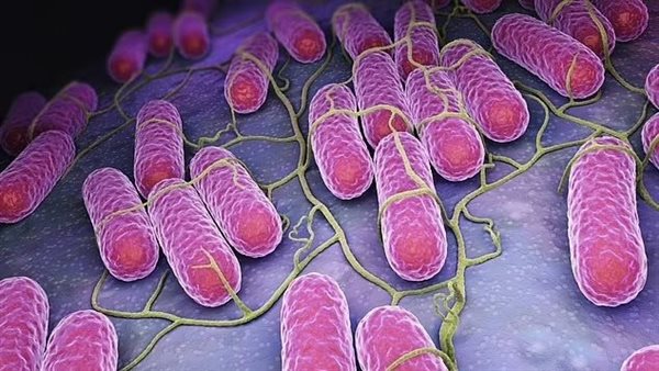 السالمونيلا ـ تعبيرية