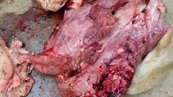 جانب من المضبوطات