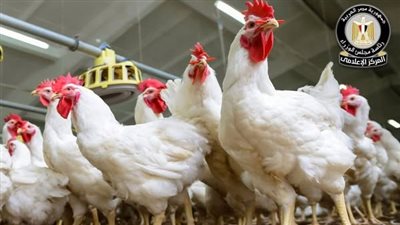 أسعار الدواجن اليوم الاثنين 9 يونيو 2025