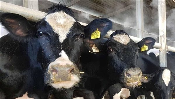 عجول - تعبيرية 