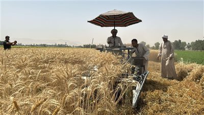 إطلاق مبادرة ازرع في موسمها الرابع لدعم وتشجيع زراعة القمح