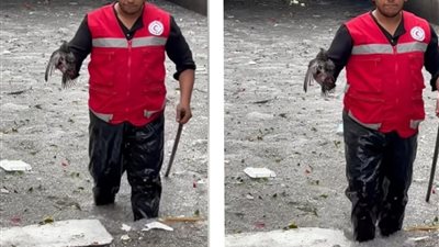 رحمة وإنسانية.. فيديو لأحد رجال الإنقاذ يُخرج طائرًا من وسط الثلوج بالإسكندرية يتصدر التريند