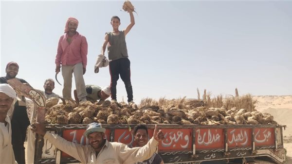 انطلاق موسم حصاد