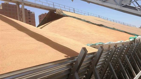 قمح - أرشيفية 