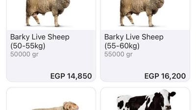  أضحية أونلاين.. موقع إلكتروني لبيع الأضاحي يثير الجدل على السوشيال ميديا 