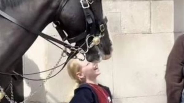 حصان الحرس الملكي