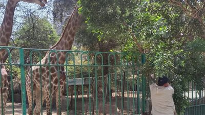 تحالف التطوير عن أول احتفالية ليلية بحديقة الحيوان: راعينا قواعد الصحة والسلامة للحيوان وعدم إزعاجه بالصوت والإضاءة