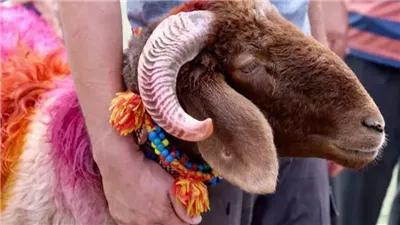 كيفية توزيع لحم الأضحية بطريقة شرعية وسليمة دون أخطاء.. وما حكم تخزينه؟