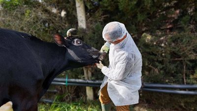 جنوب إفريقيا تكثف حملات التطعيم مع انتشار مرض الحمى القلاعية