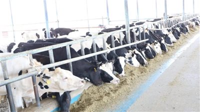 وداعًا للـ 5 كيلو.. الزراعة: أصبحنا نمتلك سلالات مواشٍ مُمَصَّرة تنتج 20 كيلو لبن يوميًا