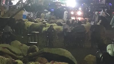 استياء أهالي الموسكي من تجار الأغنام بميدان باب الشعرية.. ورئيس الحي يرد: الموظفون في إجازة| صور 