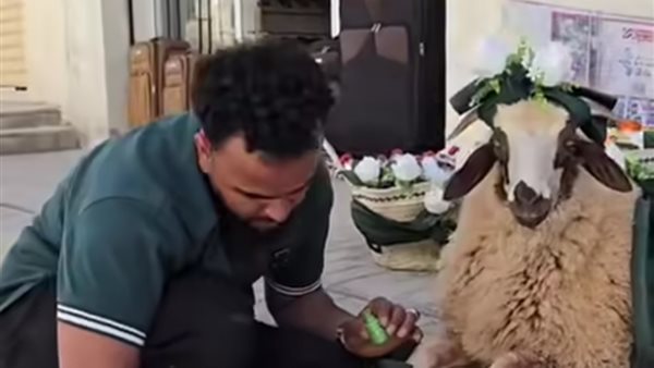 شاب يزين خروف العيد