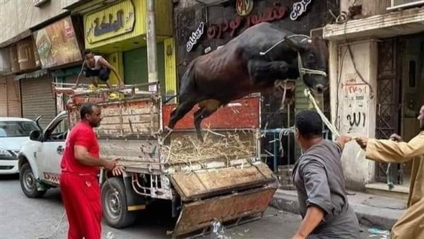 هروب الأضحية 