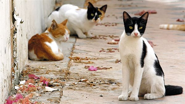 القطط - أرشيفية 