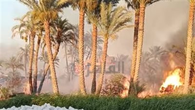 دون إصابات.. الحماية المدنية تسيطر على حريق هيش بمزرعة مانجو في الفيوم
