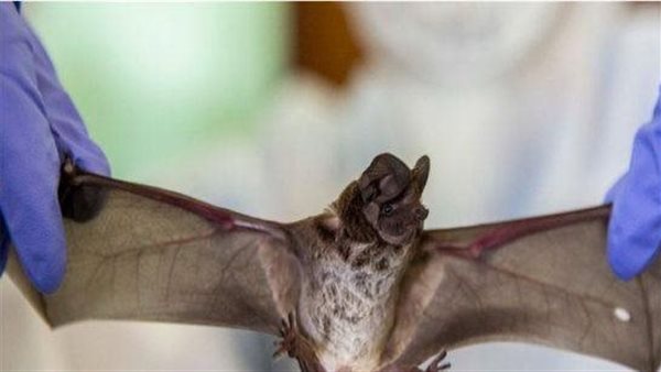 الخفافيش - أرشيفية