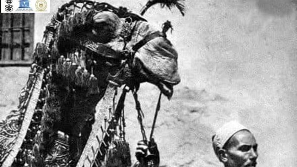 الجمل مبروك