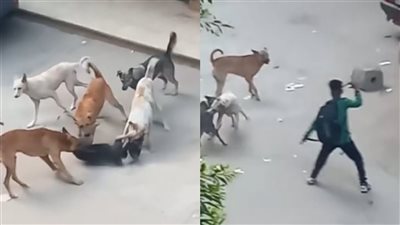  في مشهد بطولي.. صغير ينقذ كلبًا ضالًا من الموت وسط هجوم شرس للكلاب 